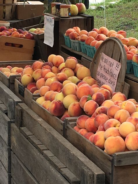 Peach Farm Aesthetic, Fruit Farm Aesthetic, Southern Academia, Peaches Aesthetic, Peach Farm, Farm Fruit, Peach Cobbler Ingredients, Peach Chicken, Farm Aesthetic