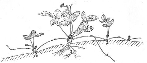 Wild Strawberry Runner in Spring | Biological drawings of ... Biological Drawings, Reproduction In Plants, Strawberry Botanical, Strawberry Runners, Biology Drawing, Biology Teaching, Vegetative Reproduction, Botanical Drawing, Wild Strawberry