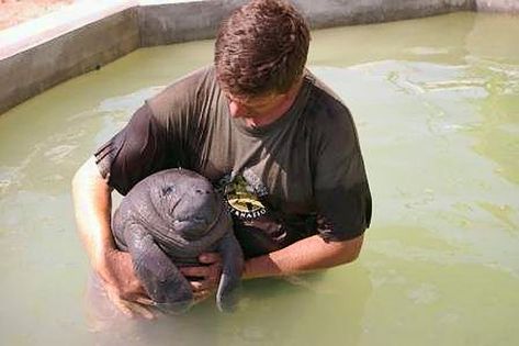 Cute Baby Manatee at the Belize Manatee Rehabilitation Centre Baby Manatee, Rehabilitation Centre, Sea Cow, Manatees, Water Animals, Image Description, Hippopotamus, Ocean Creatures, Sweet Animals