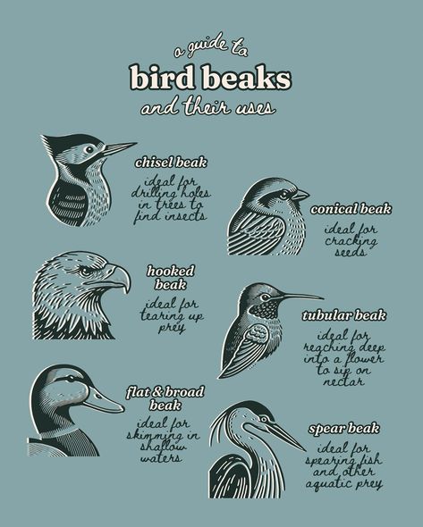 Bird beaks are a marvel of evolution, perfectly crafted by nature to help these creatures thrive in their unique environments. Understanding these adaptions not only enhances our appreciation for our feathered friends, but also highlights the incredible diversity of life on our planet🌎🩵 So, here’s a guide to bird beaks and their uses! #ornithology #birdbeaks #birdlovers #naturelovers #wildlife #infographic #wildlifeeducation #birding #birdwatching Ornithology Aesthetic, Birdwatching Aesthetic, Wildlife Infographic, Vet Study, Bird Beaks, Theory Of Evolution, Bird Sketch, Birdwatching, Animal Planet