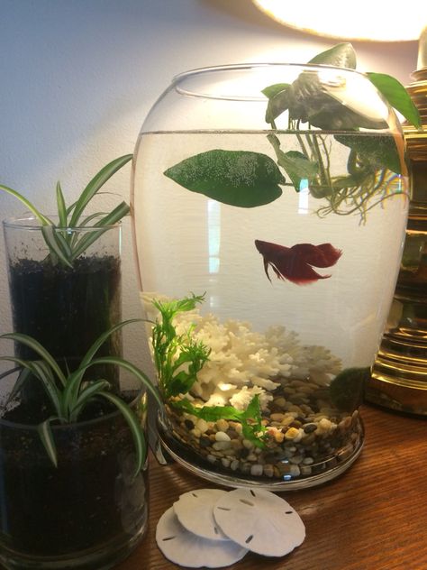 Fighter Fish, Tank Terrarium, Pot Gantung, Fish Tank Terrarium, Indoor Water Garden, Aquarium Ideas, Beta Fish, Plant Ideas, Pet Fish