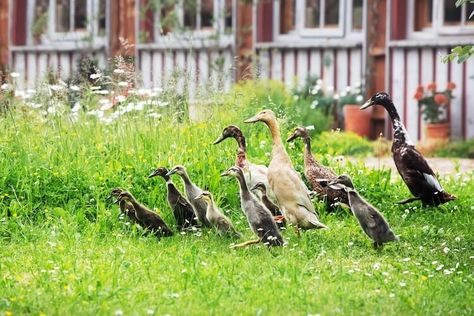 Indian Runner Ducks For Beginners (The Complete Care Sheet) | Chickens And More Indian Runner Ducks Care, How To Raise Ducks, Ducks For Beginners, Indian Runner Ducks, Pastured Pigs, Pet Duck, Duck Breeds, Duck Dog, Raising Ducks