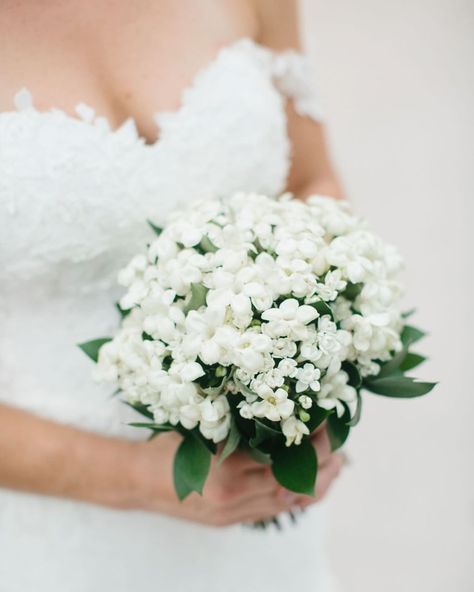 Stephanotis Wedding Bouquet, Small White Bouquet, Stephanotis Bouquet, Jasmine Bouquet, Petite Bouquet, Tulip Bouquet, White Wedding Bouquets, Wedding Top, White Tulips