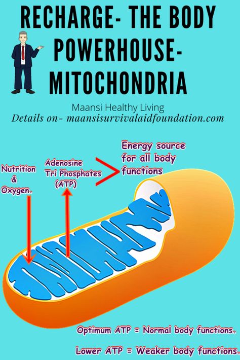 How To Heal Mitochondria, Mitochondria Diet, Womb Chakra, Quantum Biology, Mitochondrial Dysfunction, Diets Plan, Bio Hacking, Lectin Free Diet, Mitochondrial Health