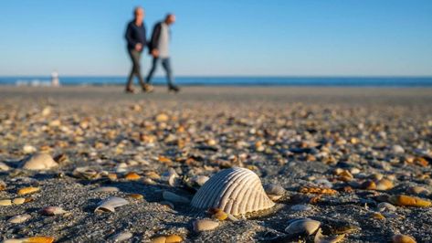 Ocean Activity, Shell Hunting, Myrtle Beach State Park, Holden Beach, Sea Can, Ocean Activities, Murrells Inlet, Ocean Treasures, Pawleys Island