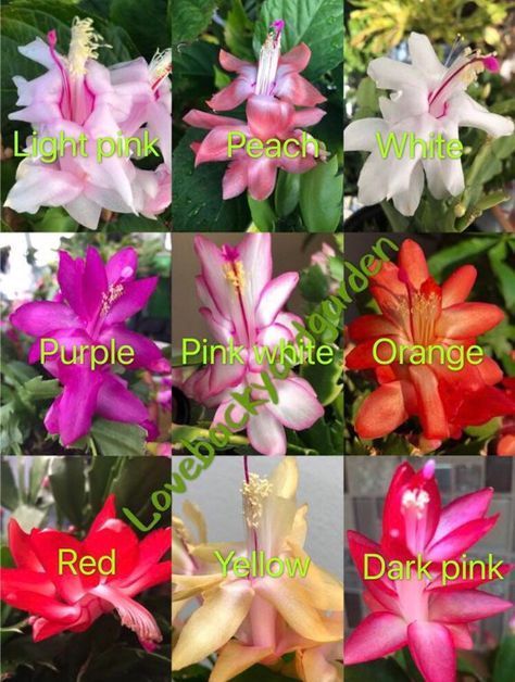 Mixed Color Holiday/thanksgiving Cactus CUTTINGS see Pictures 4 - Etsy Calla Lily Bulbs, Christmas Cactus Care, Good Morning Animated Images, Christmas Cactus Plant, Thanksgiving Cactus, Holiday Cactus, Plant Containers, Plant Goals, Cactus Care