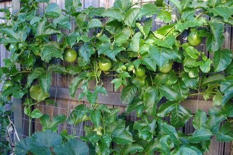 passionfruit vine Passion Fruit Vine, Passionfruit Vine, Grape Trellis Ideas, Passion Fruit Plant, Privacy Trellis, Grape Trellis, Grape Water, Vine Trellis, Planter Trellis