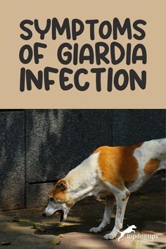 Giardia In Humans, Giardia In Dogs, Parasites Symptoms, Deworming Dogs, Worms In Dogs, Holistic Pet Care, Dog Medicine, Parasite Cleanse, Oregon Grape