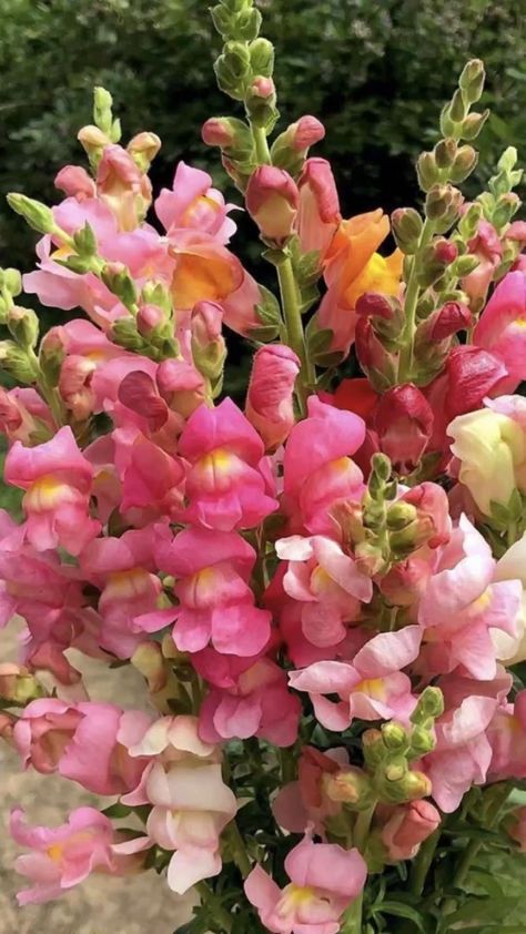 Pink Snapdragon, Snapdragon Flowers, Glass Of Wine, Cup Of Tea, Love And Light, Twitter Instagram, Floral Arrangements, With Love, Vase