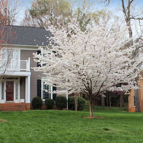 Yoshino Cherry Tree Yoshino Cherry Tree, Privacy Trees, Flowering Cherry Tree, Wisteria Tree, Cherry Trees, Dogwood Trees, Fast Growing Trees, Tree Seeds, Ornamental Trees