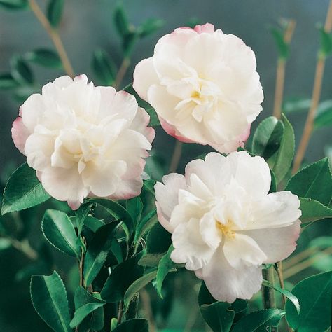 Page 3 | Discover Camellias & azaleas - Plants | Browse Flower Power Camelia Hedge, Hedge Ideas, Wholesale Plant Nursery, Camellia Sasanqua, Camellia Plant, Wholesale Plants, Screen Plants, Evergreen Garden, Hedging Plants