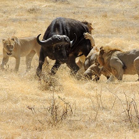 Folklore | Why Lion Hunt Buffalo Wild Animals Attack, Lion Facts, Lion Hunting, Lazy Animals, Ngorongoro Crater, Lion Family, Wonder Of The World, Lions Photos, Animal Attack