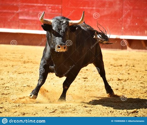 Angry Bull, B Image, Photo Image, Spain, Stock Photos, Animals, Design