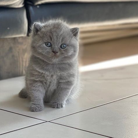 Kittens For Sale Near Me, Gray Cats, Getting A Kitten, British Shorthair Kittens, British Short Hair, Kittens For Sale, Cat With Blue Eyes, Shorthair Cat, Adorable Kittens