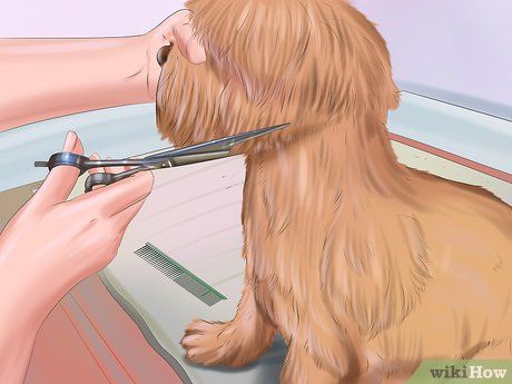 Dog Grooming Styles Shih Tzu, Yorkie Puppy Cut, Yorkie Cuts, Chien Shih Tzu, Pet Grooming Salon, Dog Grooming Styles, Westminster Dog Show, Dog Grooming Scissors, Grooming Style