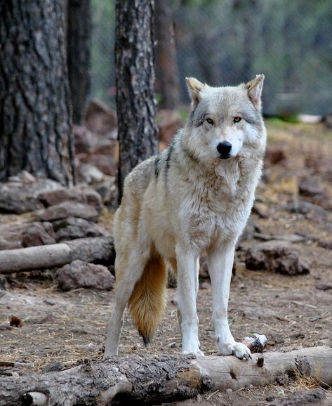 Alaskan Tundra Wolf, Williams, Arizona Copyright: Eleu Tabares Tundra Wolf, Maned Wolf, Wolf Photos, Wild Wolf, Wolf Pictures, Beautiful Wolves, Training Your Puppy, Wild Dogs, Wolf Dog