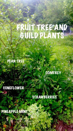 Guild Planting, Tree Guild, Forest Gardening, Food Forests, Fruit Tree Garden, Food Forest Garden, Water Catchment, Dig Gardens, Companion Plants