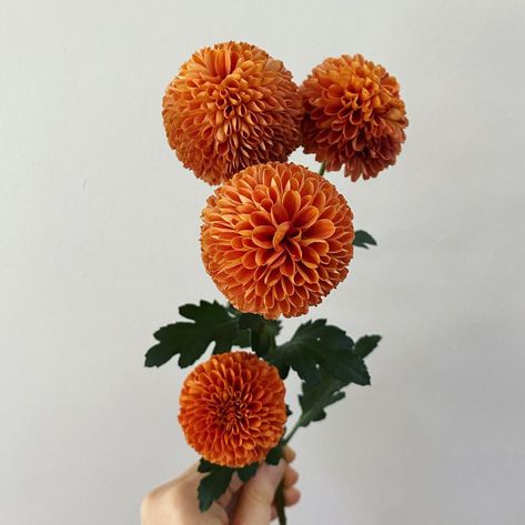 Graduation Flowers Bouquet, Orange Chrysanthemum, Orange Mums, Danielle Johnson, Chrysanthemum Bouquet, Tools Tattoo, Mum Tattoo, Gardener Aesthetic, Garden Aesthetics