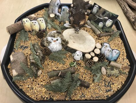 Owl Babies tuff spot Eyfs Woodland Animals, Woodland Tuff Tray Ideas, Owls Eyfs Activities, Woodland Tuff Tray, Autumn Sensory Trays, Owl Babies Tuff Tray, Autumn Curiosity Approach, Owl Babies Activities, Owl Babies Eyfs Activities