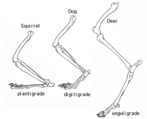 ADW: Legs, Feet, and Cursorial Locomotion Leg Anatomy, Foot Anatomy, Animal Skeletons, Animal Anatomy, Sketch Inspiration, Anatomy Reference, Drawing Reference Poses, Art Tips, Drawing Tips