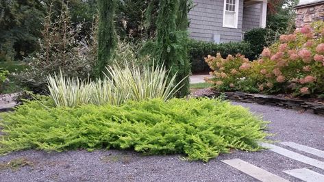 These Aren’t Your Grandparents’ Junipers Juniper Plant, Autumn Fern, Japanese Iris, Easy Care Plants, Contemporary Garden, Evergreen Shrubs, Large Plants, Contemporary Landscape, Trees And Shrubs