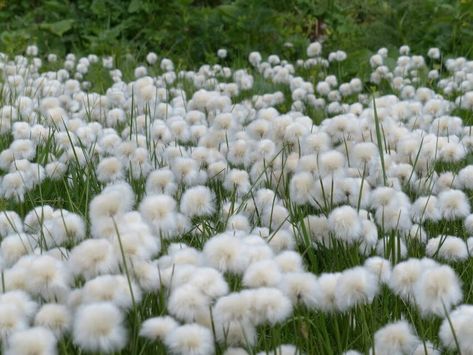 20 Types of Tundra Plants Apart of This Biome 10 Tundra Plants, Facts About Plants, Low Growing Shrubs, Types Of Moss, Types Of Shrubs, Plant Names, Dnd Campaign, Blue Lavender, Biome