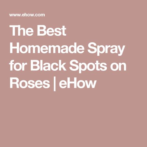 The Best Homemade Spray for Black Spots on Roses | eHow Cleaning Photos, Black Spot On Roses, Brandy Recipe, House Carpet, Carpet Cleaning Tips, Cleaning Area Rugs, Carpet Cleaning Recipes, Rug Doctor, Cleaning Diy