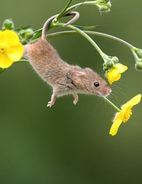 Harvest Mouse, Mouse Tattoos, Field Mouse, Cute Mouse, Hamsters, Rodents, Animal Photo, Nature Animals, Cute Little Animals