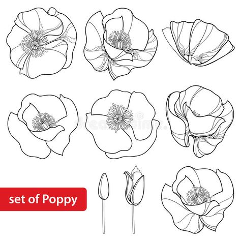 Vector Set with Outline Poppy Flower, Bud and Open Flowers Isolated on White Background. Floral Elements in Contour Style. Stock Vector - Illustration of black, decorative: 92893564 Book Symbol, Poppy Drawing, Poppy Flower Drawing, Beautiful Flower Drawings, White Background Floral, Outline Images, Hollyhocks Flowers, Flower Outline, Open Flower