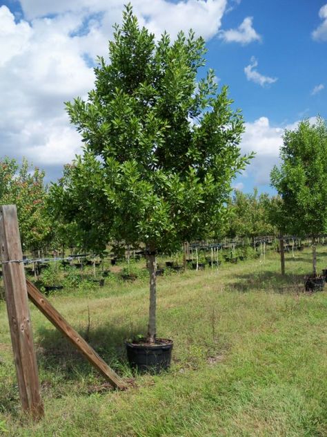 Green Buttonwood, Conocarpus erectus. Native to Florida, drought, flood and salt tolerant. May be maintained as a large shrub massing or allowed to grow into a mature canopy tree. Frost sensitive. Conocarpus Tree, Conocarpus Erectus, Diy Tent Canopy, Wedding Canopy Outdoor, Bedroom Canopy, House Canopy, Tent Ideas, Hotel Canopy, Canopy Bed Diy