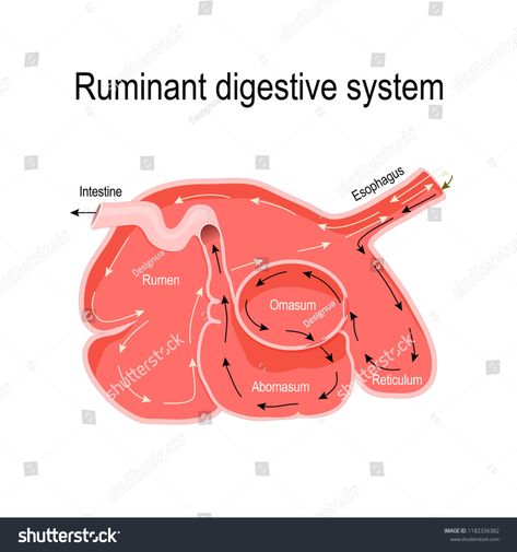 Ruminant Digestive System, Stomach Diagram, Veterinary Notes, Vet Anatomy, Chicken Anatomy, Digestive System Diagram, Cow Stomach, Agriculture Science, Vet School Motivation