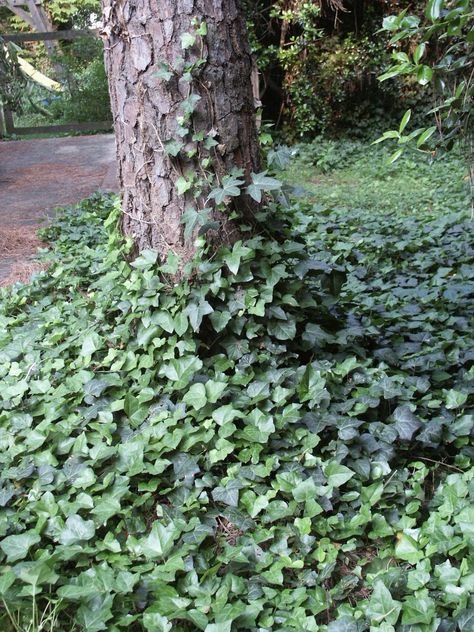 english ivy on tree Large Oak Tree, Liriope Muscari, Lawn Alternatives, Hedera Helix, Ivy Plants, English Ivy, Covered Garden, Climbing Vines, Tall Trees