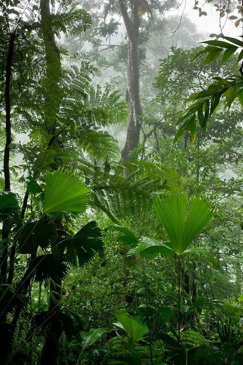 Lightning Storms, Amazon Rainforest, Tropical Rainforest, Photography Portrait, Ocean Photography, Tropical Garden, Tasmania, Central America, Art Abstrait