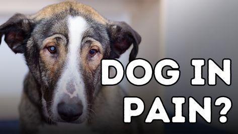 Dr. Jones' Guide to Natural Painkillers for Pets Without Side Effects - Veterinary Secrets with Dr. Andrew Jones, DVM Holistic Pet Care, Andrew Jones, Essential Oils For Pain, Muscle Pain Relief, Natural Pain Relief, Heat Therapy, Homeopathic Remedies, Painkiller, Cold Therapy