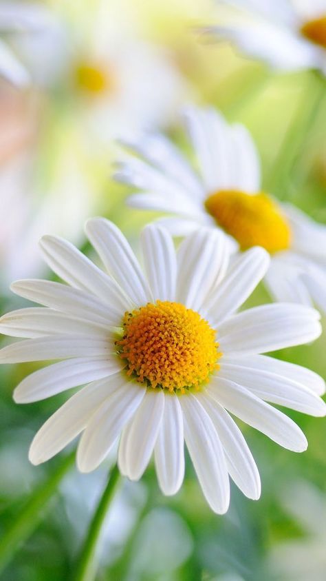 Sunflowers And Daisies, Flowers Photography Wallpaper, Lovely Flowers Wallpaper, Flowers Ideas, Beautiful Flowers Pictures, Photography Wallpaper, Gardening Supplies, Flower Beauty, Flower Backgrounds