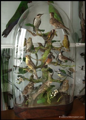 victorian taxidermy collections under glass domes | bird victorian dome Bird Diorama, Victorian Taxidermy, Antique Glass Domes, Cloche Decor, Taxidermy Decor, Cabinet Of Curiosity, Cloche Domes, Under The Dome, Gallery Pictures