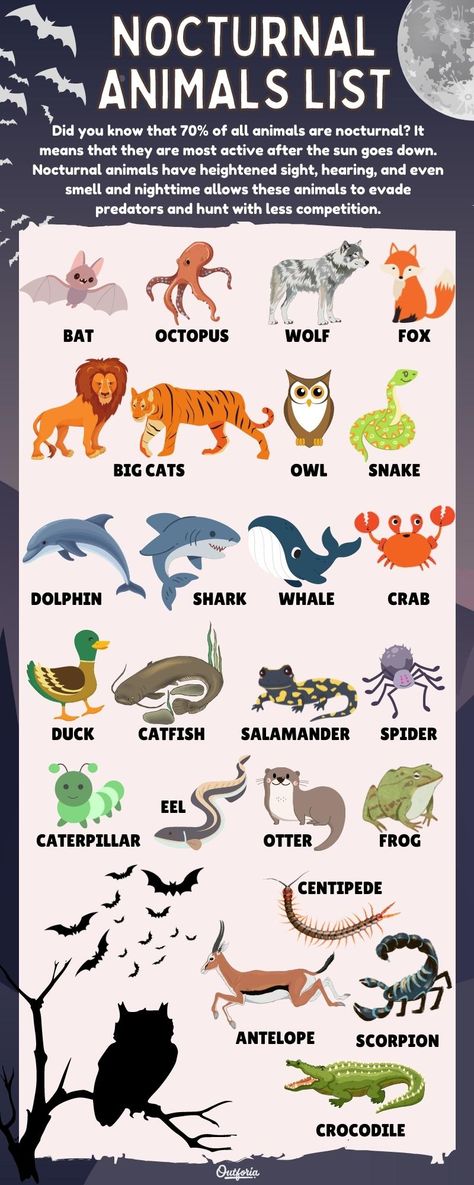 Nocturnal Animals List: What Stays Awake At Night? - Outforia Nocturnal Animals Activities, Animals List, Animal Facts For Kids, Animal Infographic, Awake At Night, List Of Animals, Animal Science, Nocturnal Animals, Facts For Kids