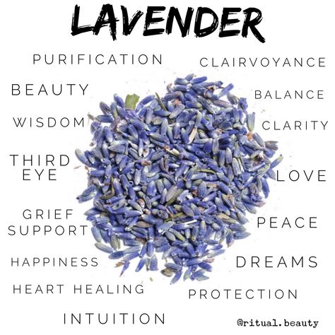 Lavender Witchcraft Uses, Magickal Herbs, Witch Herbs, Lavender Herb, Green Witchcraft, Magic Herbs, Magical Herbs, Magick Book, Herbal Healing