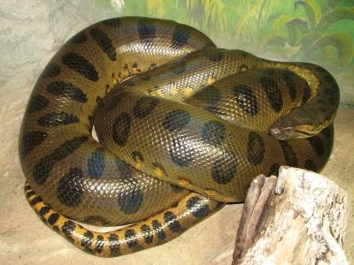 Titanoboa Snake, Giant Anaconda, Anaconda Snake, Green Anaconda, Boa Constrictor, Giant Animals, American Animals, G Photos, Reptiles And Amphibians