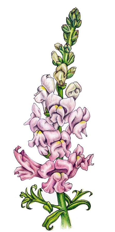 Snapdragon Flowers, Dragon Drawing, Back Pieces, Learn To Draw, Flower Drawing, Watercolor Flowers, Cross Stitch, Google Search, Drawings