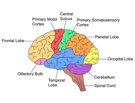 Parts of Brain. Labelled illustration #Sponsored , #Advertisement, #SPONSORED, #Parts, #Labelled, #illustration, #Brain Occipital Lobe, Hydroelectric Power Plant, Covalent Bonding, Frontal Lobe, Executive Function, Higher Level Thinking, Chemical Equation, Self Monitoring, Brain Art