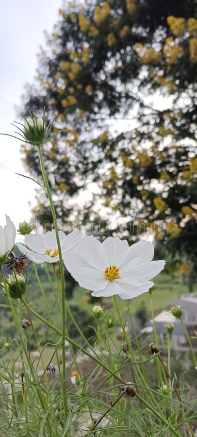 White flower with bokeh background stock images Flower Bokeh, Background Flower, Bokeh Background, White Flower, White Flowers, Business Cards, Photo Image, Stock Images, Stock Photos