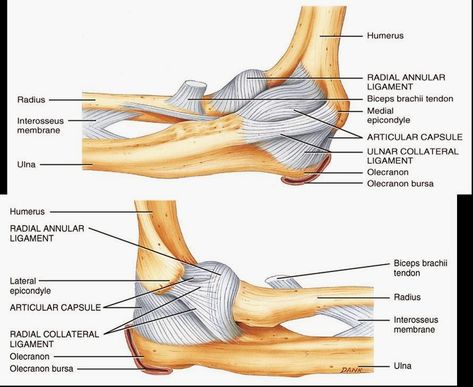 Human Anatomy and Physiology Diagrams: Ulnar Collateral Ligament Injury Elbow Anatomy, Upper Limb Anatomy, Joints Anatomy, Human Skeleton Anatomy, Body Bones, Physical Therapy Assistant, Anatomy Bones, Ligaments And Tendons, Basic Anatomy And Physiology