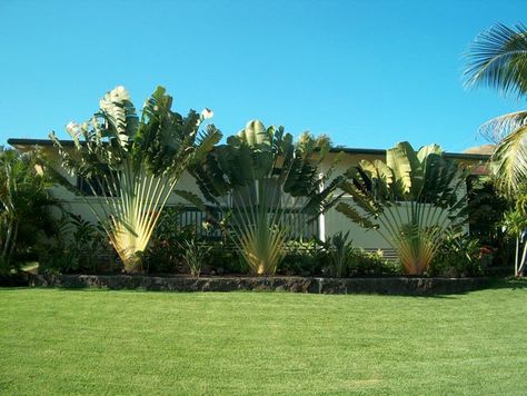 Travelers Palm Hawaiian Landscaping, Travelers Palm, Tropical Backyard Landscaping, Travellers Palm, Palm Garden, Tropical Garden Design, Tropical Backyard, House Landscape, Pool Landscaping