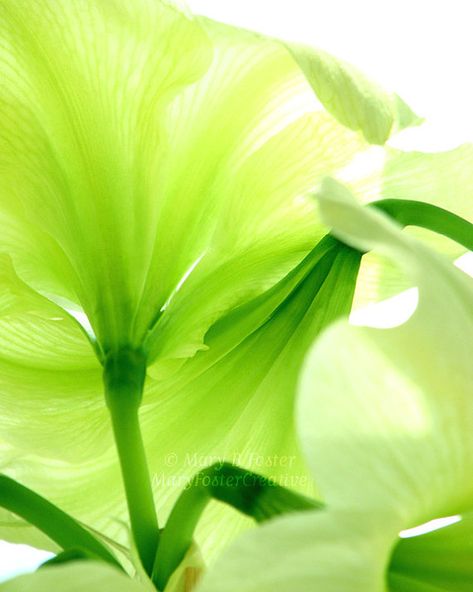 Green Flower Photography Lemon Lime Amaryllis macro fine art photo abstract bright lime green chartreuse floral wall decor 5x7 8x10 11x14 Photography Macro, Amaryllis Flowers, Flower Stem, Flower Green, Green Home Decor, Green Collection, Art Green, Flower Photography, Simple Green