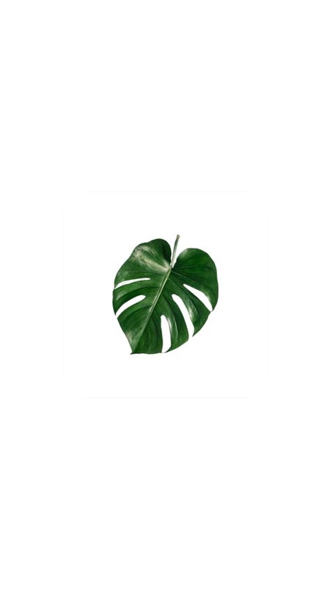 Tropical Widget Icons, Tropical Core App Icons, Tropical App Icons Aesthetic, Leaf App Icon, Plants App Icon, Apple Stickers, Folder Icon, Leaf Background, Monstera Leaf