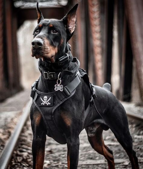 What do you use, a harness, collar, or something else? Caine Husky, Black Doberman, Doberman Puppies, تويوتا لاند كروزر, Doberman Dog, Dog Vests, Doberman Pinscher Dog, Scary Dogs, Doberman Puppy