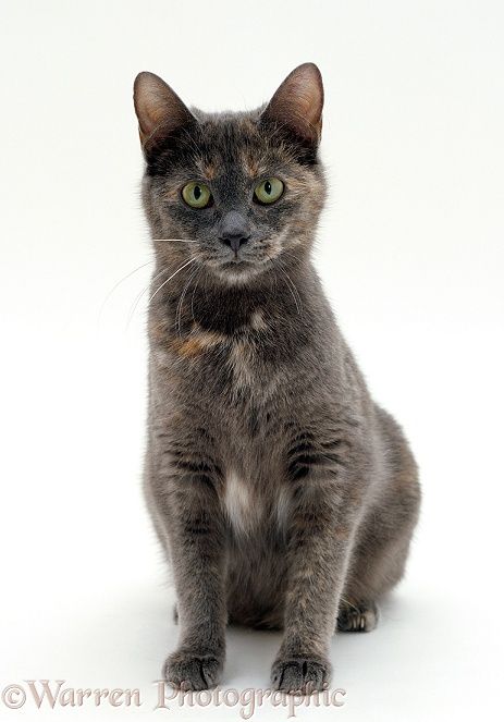 Photograph of Grey and tortoiseshell cat. Rights managed white background image. Grey Tortoiseshell Cat, Cat White Background, Warriors Erin Hunter, Tortoiseshell Cat, Grey Kitten, Cat White, Tortoise Shell Cat, Cat Wallpaper, Warrior Cats