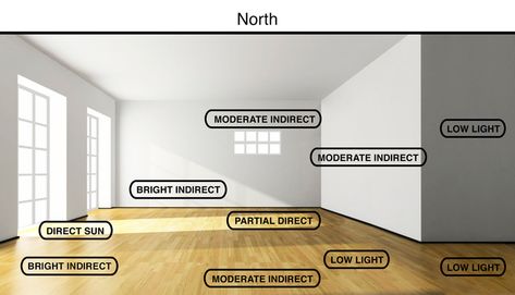 North-facing rooms will have the lowest light, often with no direct light. Generally the light will be bright to moderate indirect right up in the windows, but quickly drop to low light deeper into the room. East-facing rooms will have the second lowest light. This is because morning sun is considerably less intense than afternoon sun. They will often have direct sun in the window and then bright indirect a little deeper in the room, and then drop quickly to moderate indirect and low light. S North Facing Window, Gardening Inside, Fishtail Palm, Flora Grubb, Cast Iron Plant, Houseplant Care, Window Plants, Plant Care Houseplant, Prayer Plant