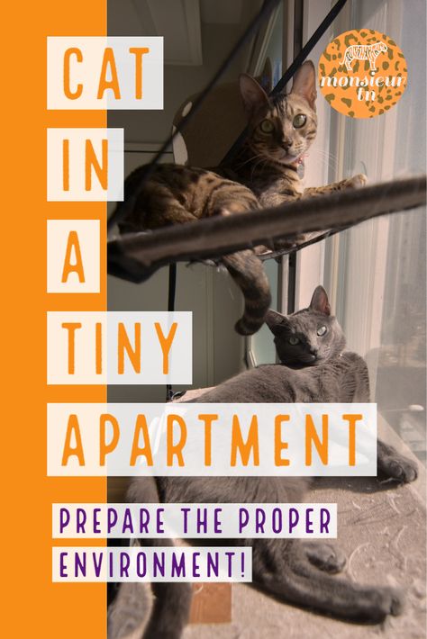 Is it possible to live with cats in a tiny apartment? A studio apartment might be small but it's not impossible to create an environment that cats not only live but thrive. #cat #cathome #cathouse #cattips #catguides #catapartment Cat In Small Apartment, Cat Studio Apartment, Cat In Small Apartment Ideas, Cat Friendly Studio Apartment, Small Apartment Cat Ideas, Cat Area In Apartment, Cat In Apartment, Cat Apartment Ideas, Small Apartment Cat